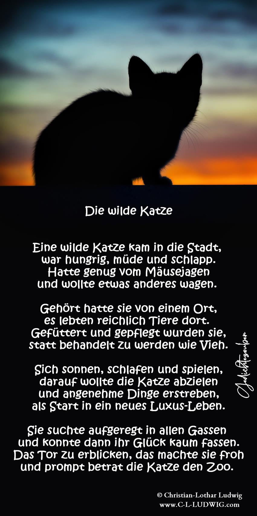 Die wilde Katze (Copy)